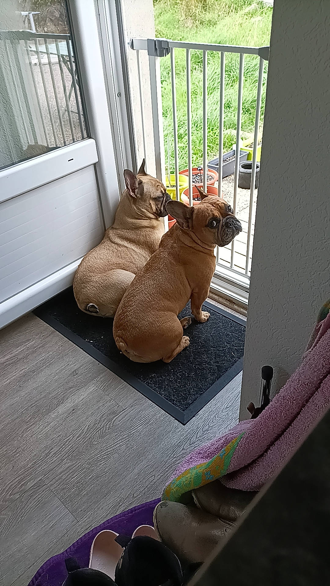 Zouzou participe au concours pour gagner de l'argent avec cette photo : carnivore, comfort, companion_dog, dog, dog_breed, dog_supply, door, fawn, felidae, flooring, pet_supply, small_to_medium_sized_cats, snout, sporting_group, stuffed_toy, tail, toy, window, wood, working_animal