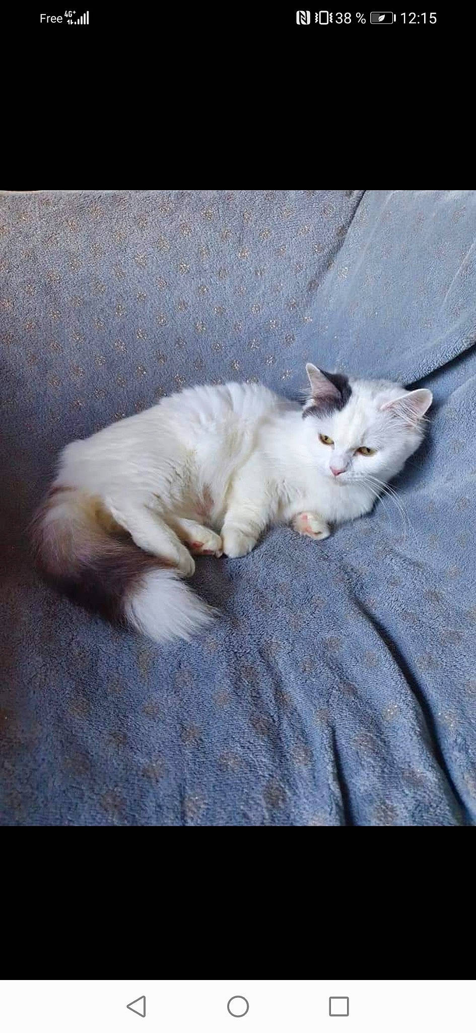 Sophia participe au concours pour gagner de l'argent avec cette photo : carnivore, cat, claw, comfort, domestic_short_haired_cat, felidae, fur, nap, paw, sitting, sleep, small_to_medium_sized_cats, snout, tail, terrestrial_animal, whiskers