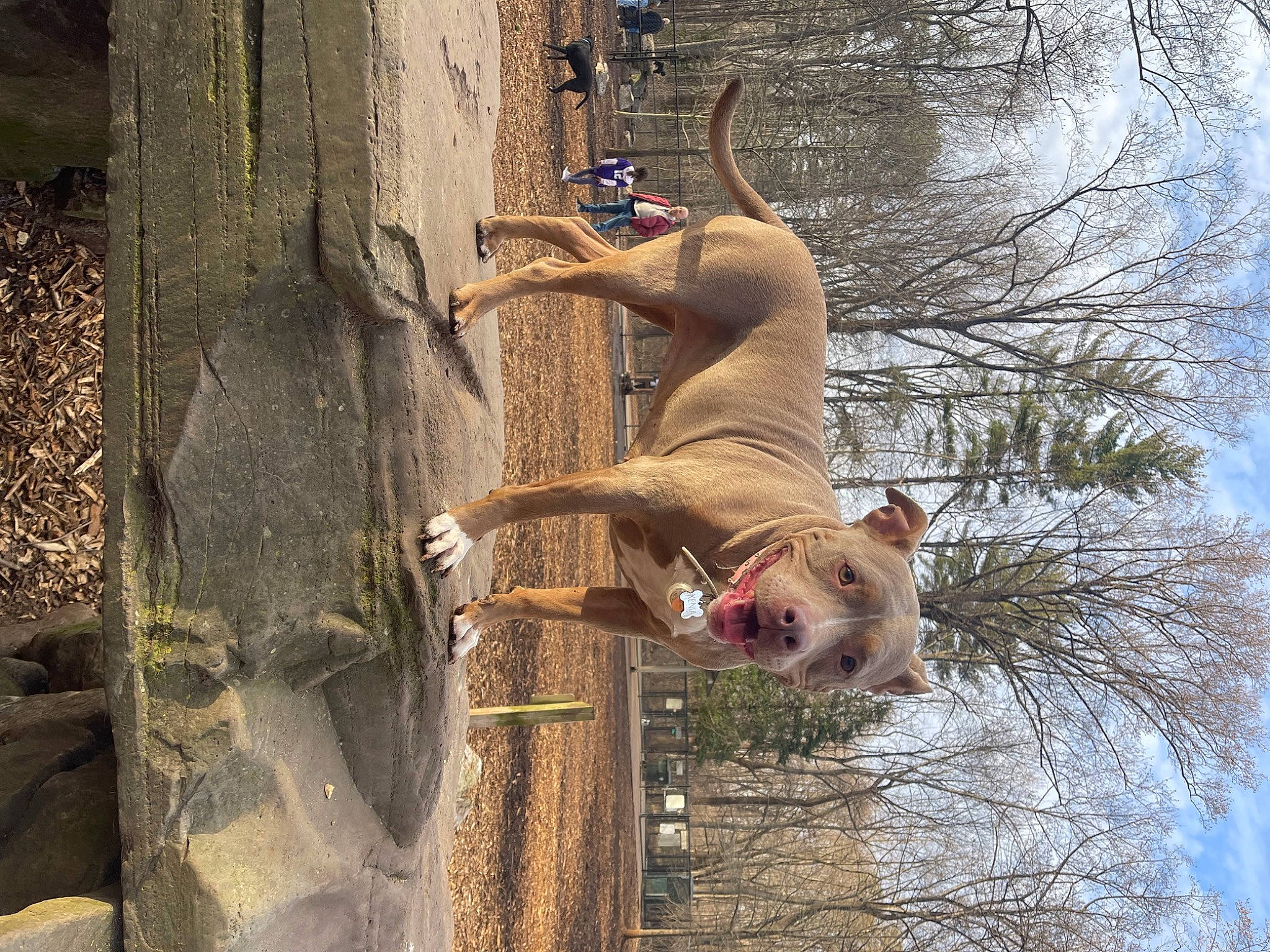 Xenia is registered to the contest to win money with this photo: adventure, canidae, carnivore, dog, dog_breed, fawn, fun, plant, recreation, sky, snout, sporting_group, tail, tree, trunk, twig, water, wildlife, wood, working_animal