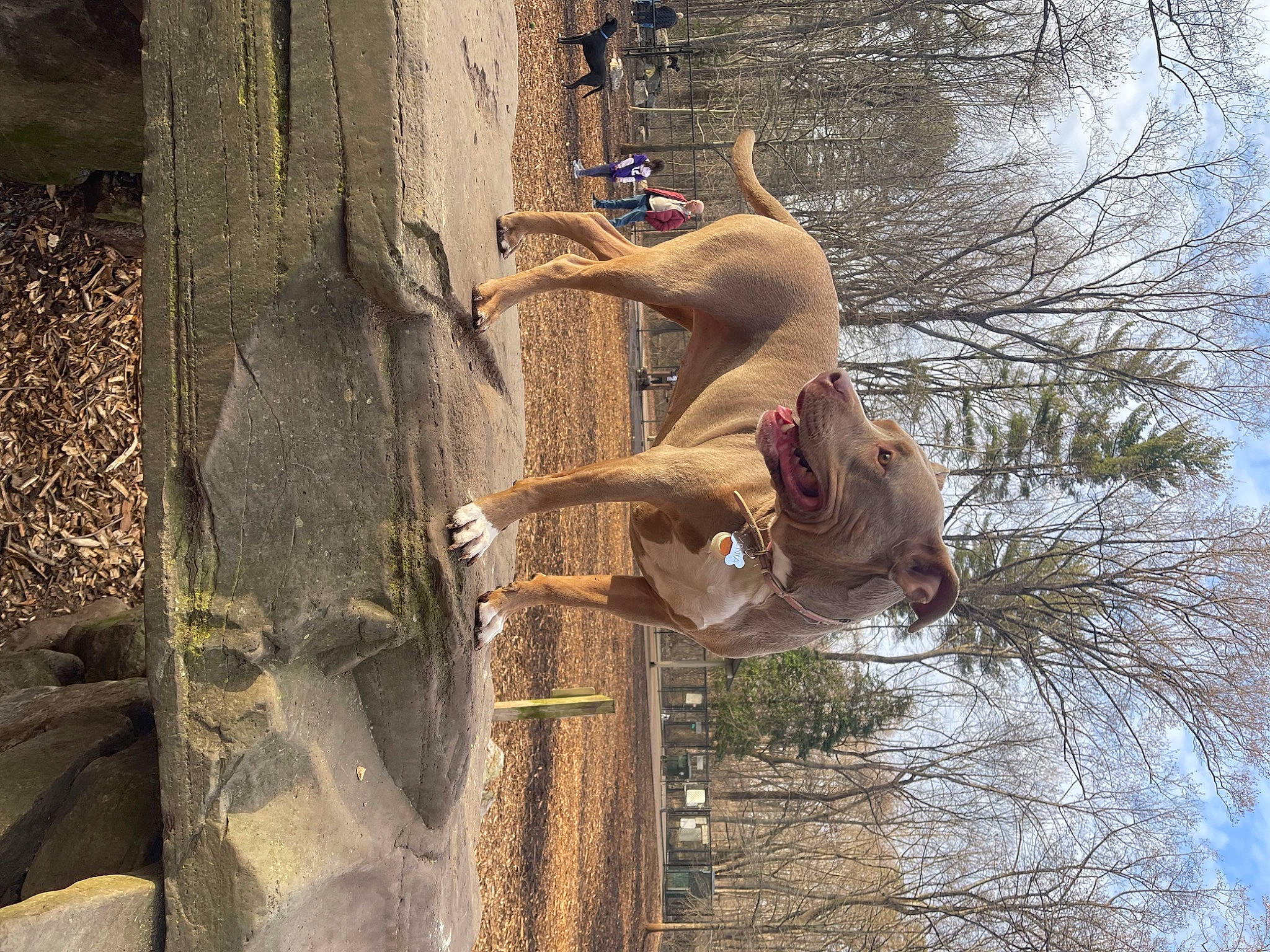 Xenia is registered to the contest to win money with this photo: adventure, branch, fun, happy, leisure, organism, people_in_nature, plant, recreation, reflection, sky, sporting_group, sunlight, tail, tree, trunk, twig, water, wood