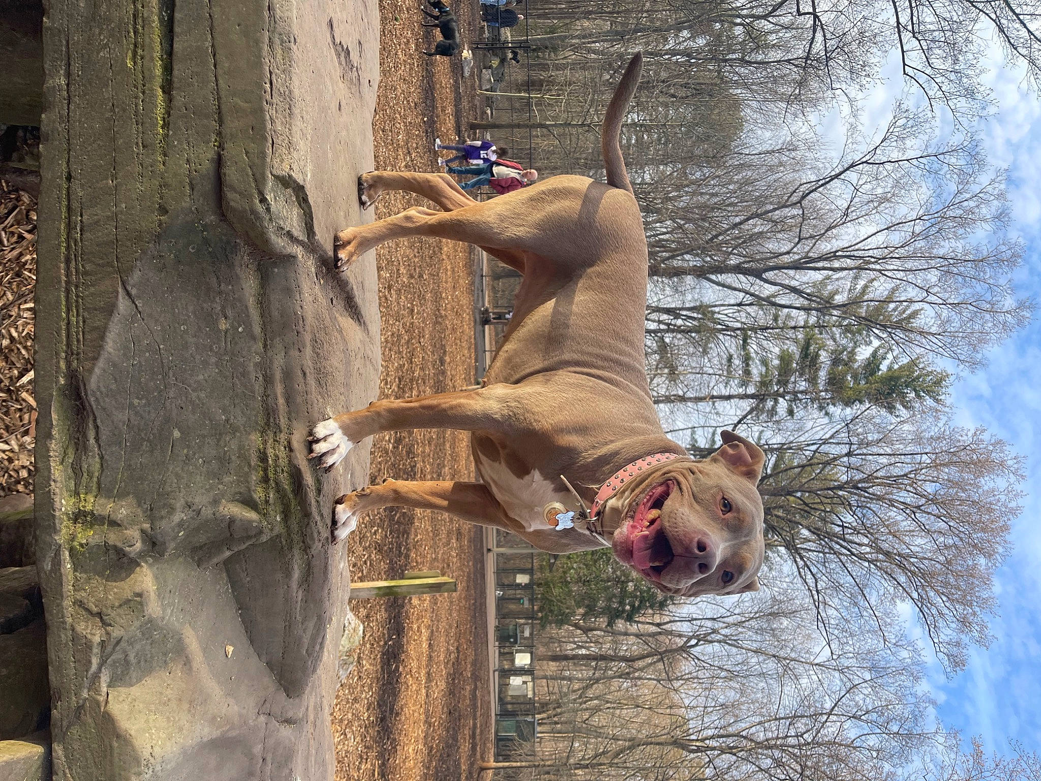 Xenia is registered to the contest to win money with this photo: adventure, branch, cloud, fawn, fun, leisure, plant, recreation, sky, tail, tree, trunk, twig, water, wildlife, wood, woody_plant