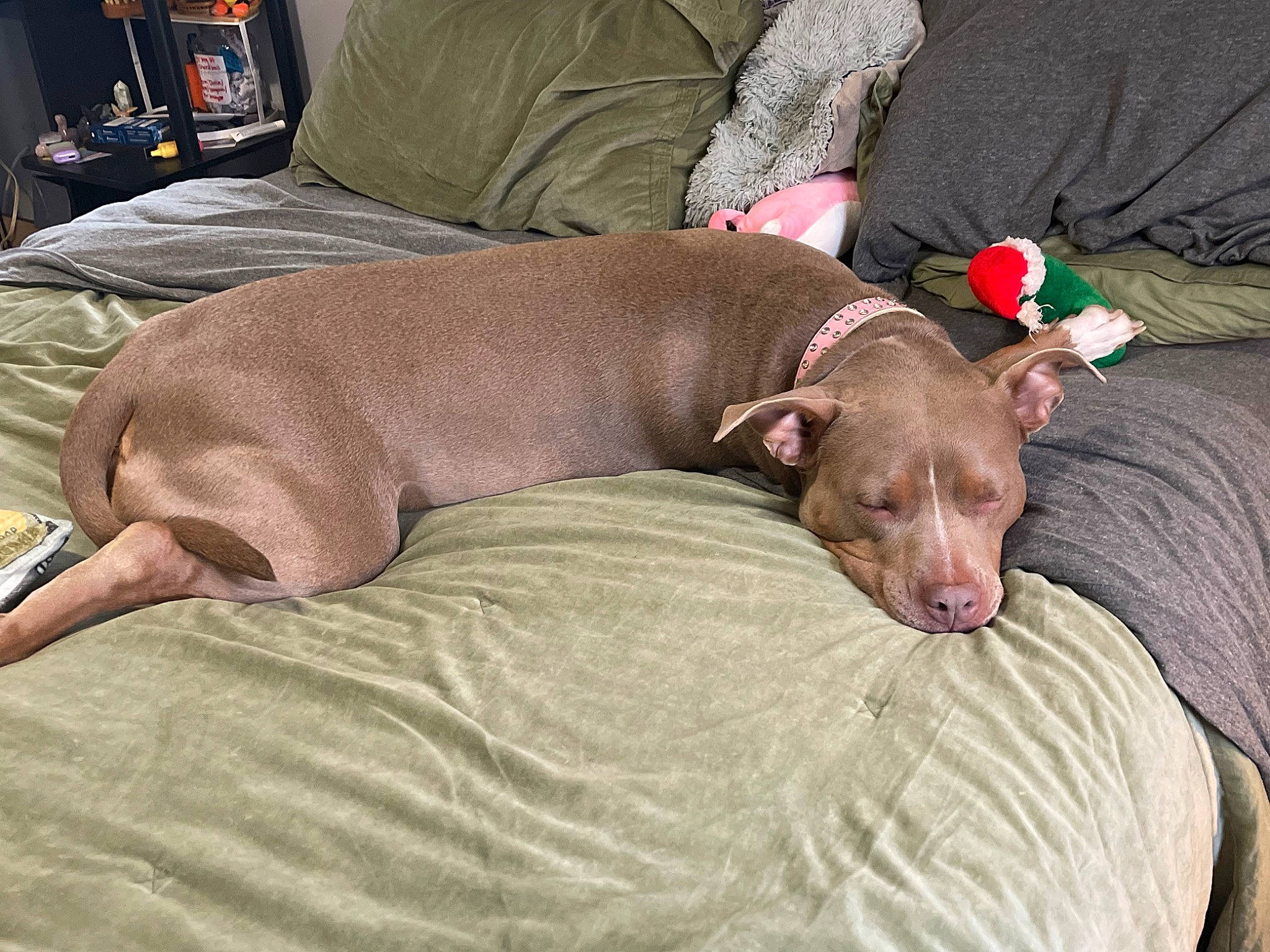 Xenia is registered to the contest to win money with this photo: canidae, carnivore, comfort, companion_dog, dog, dog_breed, dog_supply, fawn, liver, non_sporting_group, sporting_group, terrestrial_animal, working_animal