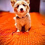 Roxy is registered to the contest to win money with this photo: puppy, dog, pet, cute, fluffy, ears, blue_eyes, orange_blanket, indoor, curious, young_dog, portrait, animal, furry, small_dog, sitting, adorable, face, looking_up, house