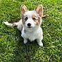 Roxy is registered to the contest to win money with this photo: puppy, dog, grass, outdoor, blue_eyes, cute, fluffy, pet, animal, nature, young_dog, ears, nose, fur, sitting, sunlight, greenery, adorable, looking_up, playful