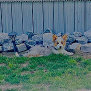 Roxy is registered to the contest to win money with this photo: puppy, dog, grass, rocks, fence, outdoor, pet, animal, blue_eyes, tricolor, garden_lamp, laying_down, curious, backyard, nature, young_dog, fur, ears, head, muzzle