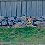 puppy, dog, grass, rocks, fence, outdoor, pet, animal, blue_eyes, tricolor, garden_lamp, laying_down, curious, backyard, nature, young_dog, fur, ears, head, muzzle