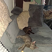 Sushi Et Mooshi a rejoint le concours — aidez-le/la à gagner de superbes lots ! animal, blanket, cat, comfort, couch, cozy, cute, domestic, furniture, gray, home, indoor, kitten, pet, pillows, plush, relaxing, resting, sleeping, soft