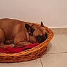 Scooby Doo participe au concours pour gagner de l'argent avec cette photo : bulldog, bullmastiff, carnivoran, dog, dog_bed, dog_breed, dog_breed_group, dog_like_mammal, fawn, french_bulldog, mammal, non_sporting_group, puppy, snout, vertebrate
