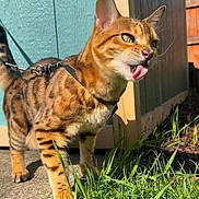 Nala is registered to the contest to win money with this photo: cat, bengal_cat, outdoor, grass, sunlight, fence, leash, concrete, pet, animal, tongue, playful, striped, spotted, closeup, daytime, nature, mammal, domestic_cat, fur