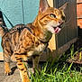 cat, bengal_cat, outdoor, grass, sunlight, fence, leash, concrete, pet, animal, tongue, playful, striped, spotted, closeup, daytime, nature, mammal, domestic_cat, fur