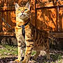 Nala is registered to the contest to win money with this photo: cat, bengal_cat, animal, pet, outdoor, grass, flower_petals, sunlight, shadow, wooden_fence, harness, leash, whiskers, ears, green_eyes, nature, standing, fur, striped, portrait