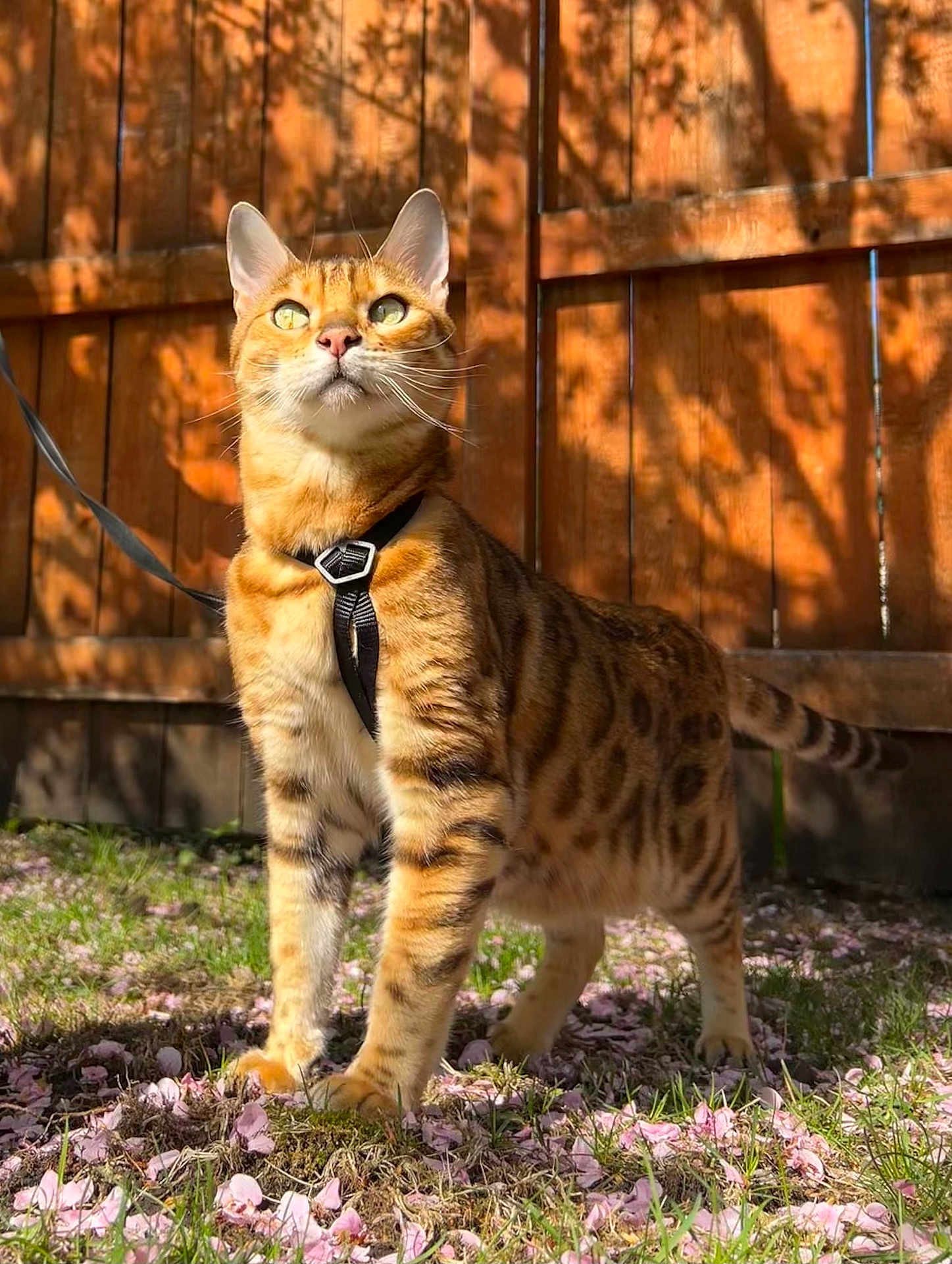 Nala