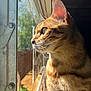 Nala is registered to the contest to win money with this photo: cat, ginger_cat, tabby, window, sunlight, whiskers, fur, profile, pet, animal, indoors, looking_out, reflection, nature, quiet, soft_light, close_up, domestic_cat, peaceful, contemplative
