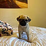 puppy, dog, pug, bed, blanket, indoor, pet, young, animal, cute, curious, fur, small, portrait, canine, home, wall, poster, texture, blanket_pattern