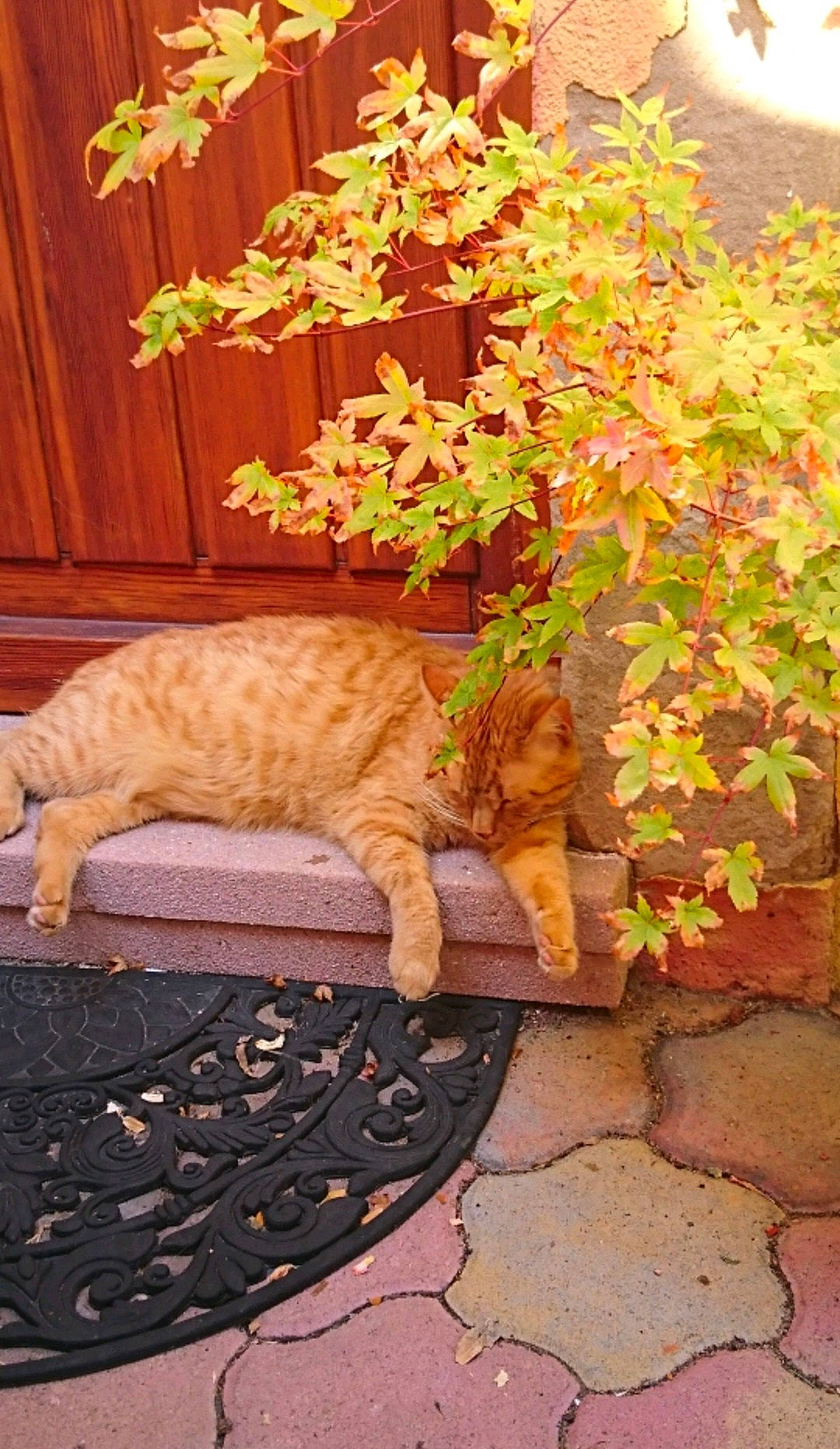 Neko participe au concours pour gagner de l'argent avec cette photo : brick, brickwork, carnivore, cat, deciduous, domestic_short_haired_cat, fawn, felidae, flooring, grass, groundcover, orange, plant, road_surface, small_to_medium_sized_cats, tail, tints_and_shades, tree, whiskers, wood