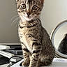 kitten, tabby, cat, animal, pet, indoor, paper, stack, mirror, reflection, curious, ears, whiskers, feline, young, sitting, closeup, table, domestic, cute