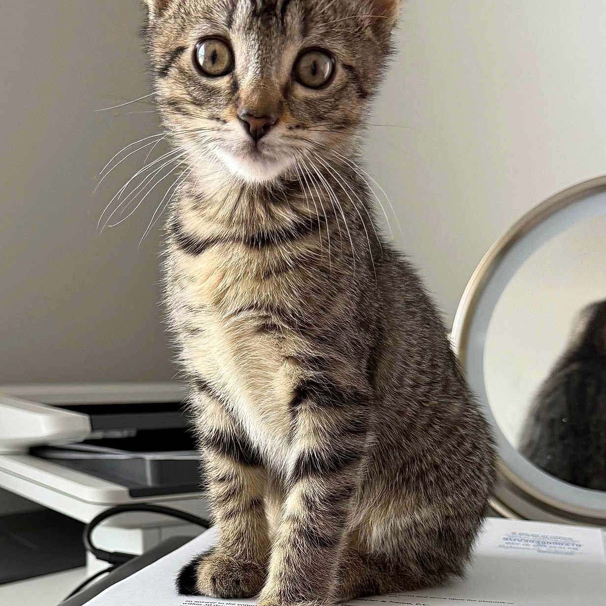 Jelly Bean joined the competition — help win amazing prizes! animal, cat, closeup, curious, cute, domestic, ears, feline, indoor, kitten, mirror, paper, pet, reflection, sitting, stack, tabby, table, whiskers, young