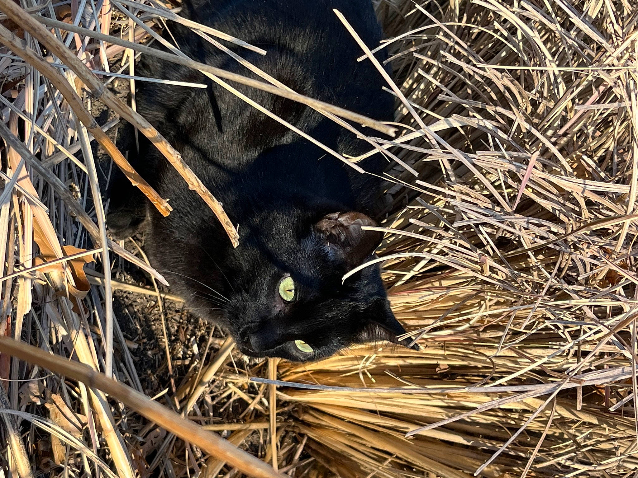 Murphy is registered to the contest to win money with this photo: branch, carnivore, cat, event, felidae, fur, grass, natural_material, plant, small_to_medium_sized_cats, snout, terrestrial_animal, twig, whiskers, wildlife, wood