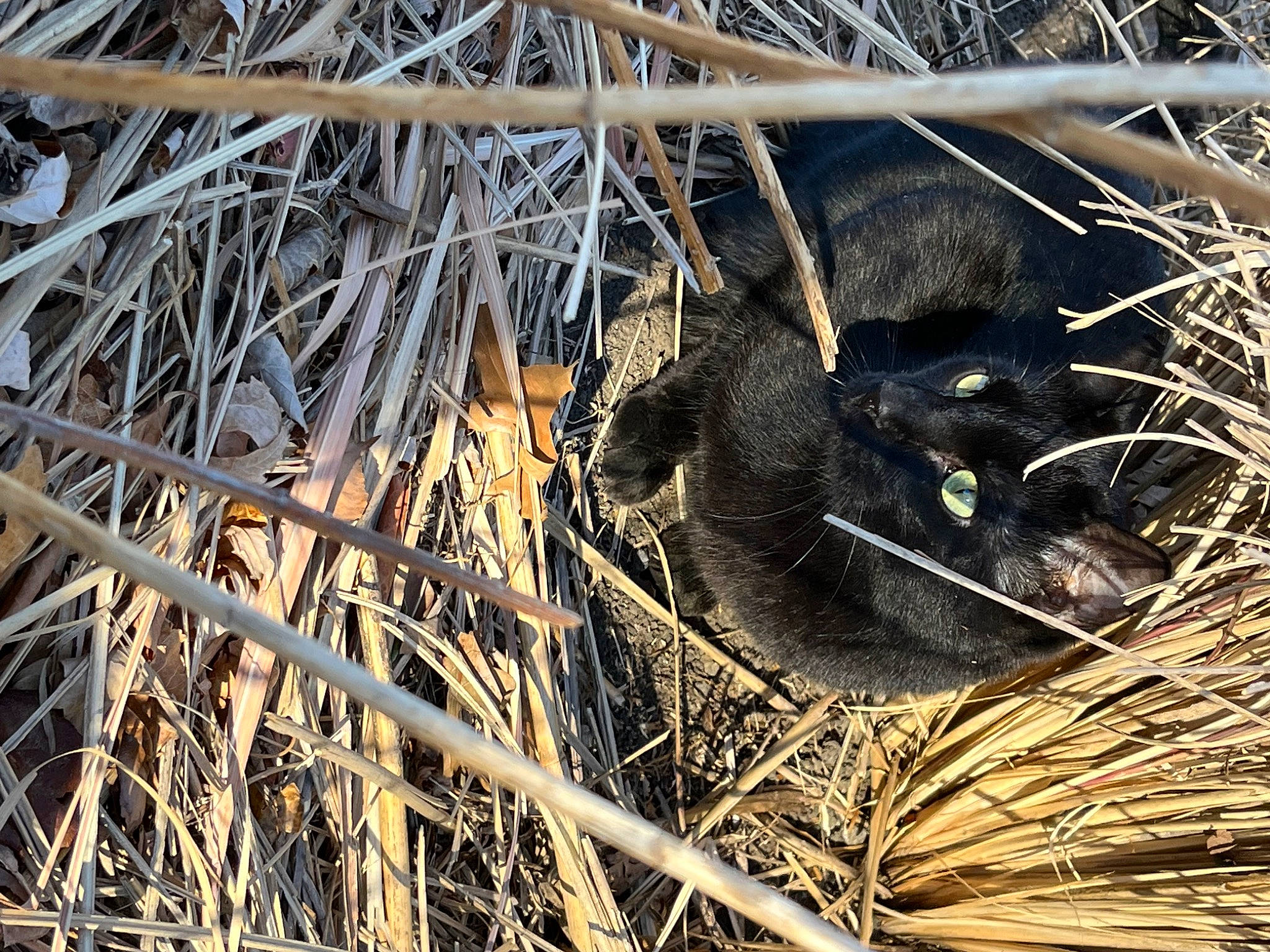 Murphy joined the competition — help win amazing prizes! beak, bird_nest, branch, carnivore, felidae, fur, grass, grass_family, natural_material, nest, organism, plant, rodent, scaled_reptile, tail, terrestrial_animal, twig, whiskers, wildlife, wood