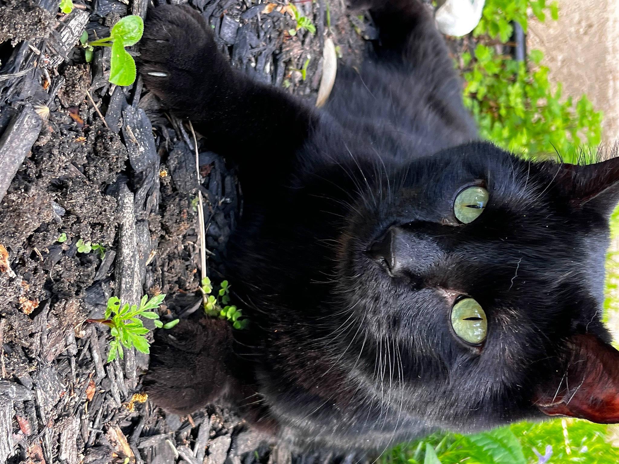 Murphy is registered to the contest to win money with this photo: annual_plant, black_cat, bombay, carnivore, cat, domestic_short_haired_cat, felidae, flowering_plant, fur, grass, groundcover, organism, plant, small_to_medium_sized_cats, snout, soil, tail, terrestrial_animal, terrestrial_plant, whiskers