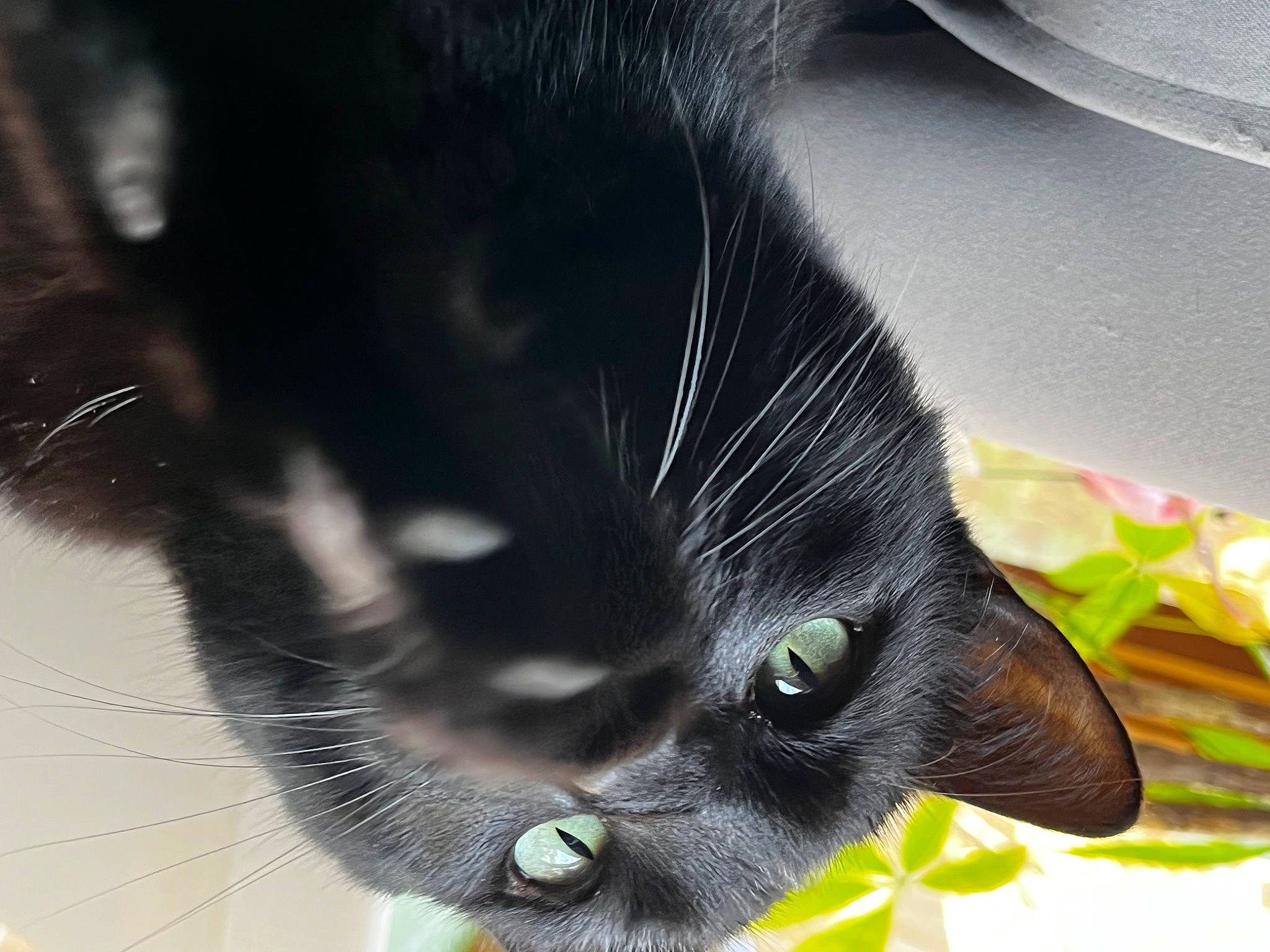 Murphy is registered to the contest to win money with this photo: black_cat, carnivore, cat, claw, close_up, dog_breed, domestic_short_haired_cat, eye, felidae, fur, head, nose, paw, plant, small_to_medium_sized_cats, snout, sporting_group, tail, whiskers, window