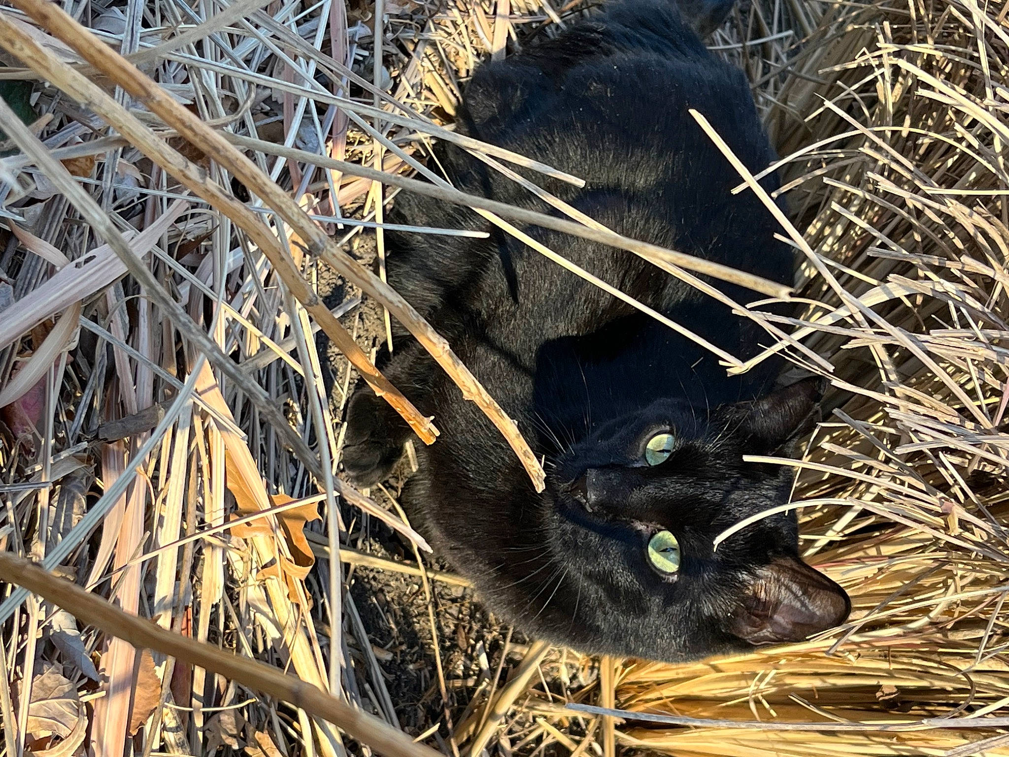 Murphy is registered to the contest to win money with this photo: carnivore, cat, felidae, foot, fur, grass, marsupial, natural_material, organism, paw, snout, soil, terrestrial_animal, twig, whiskers, wildlife