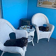 Olley is registered to the contest to win money with this photo: animal, blue_wall, cat, chair, decor, feline, floor, glass_table, gray_cat, home, indoor, pet, picture_frame, porch, relaxed, seating, striped_cat, table, two_cats, wicker