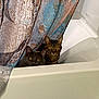 Olley is registered to the contest to win money with this photo: alert, animal, bathroom, bathtub, cat, cats, curious, cute, domestic, feline, fur, gray_cat, hiding, home, indoor, peeking, pets, shower_curtain, tabby_cat, yellow_eyes