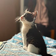 Chaussette participe au concours pour gagner de l'argent avec cette photo : animal, black_and_white, blanket, blurred_background, cat, cozy, curious, cute, domestic, feline, fur, indoor, kitten, patterned, pet, sitting, soft_light, tail, whiskers, young_cat