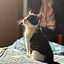 animal, black_and_white, blanket, blurred_background, cat, cozy, curious, cute, domestic, feline, fur, indoor, kitten, patterned, pet, sitting, soft_light, tail, whiskers, young_cat