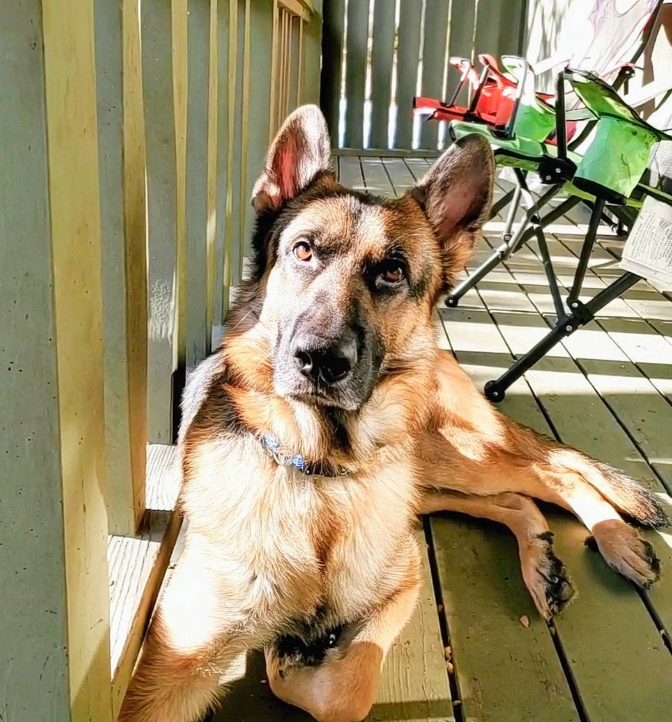 Jaxson is registered to the contest to win money with this photo: canidae, carnivore, chair, collar, companion_dog, dog, dog_breed, dog_collar, dog_supply, fawn, fence, german_shepherd_dog, guard_dog, herding_dog, old_german_shepherd_dog, pet_supply, sporting_group, wood, working_animal, working_dog