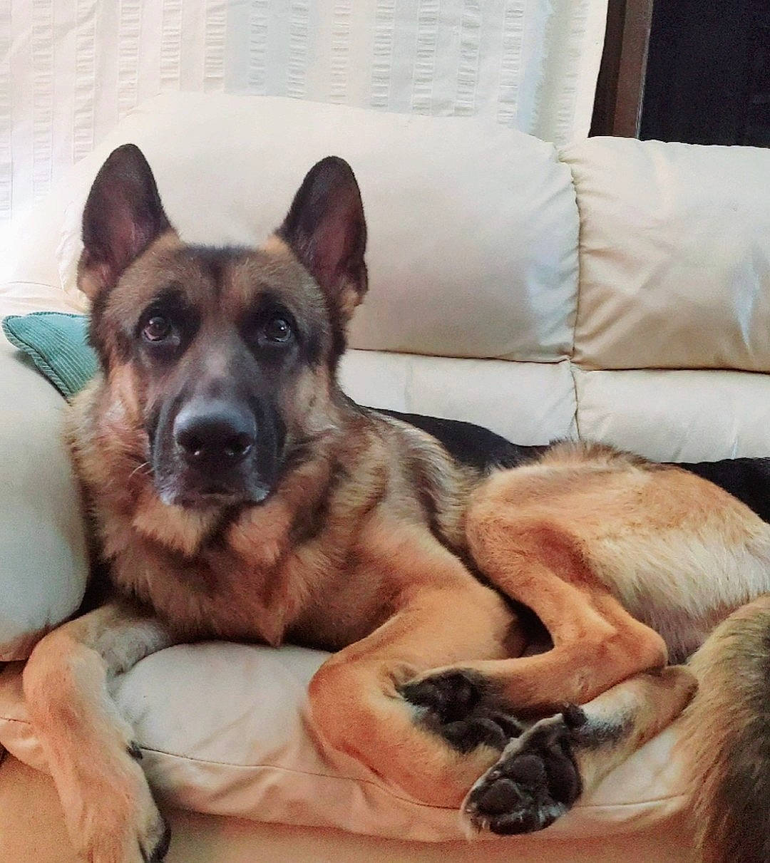 Jaxson is registered to the contest to win money with this photo: carnivore, comfort, companion_dog, couch, dog, dog_breed, fawn, fur, german_shepherd_dog, guard_dog, herding_dog, king_shepherd, living_room, old_german_shepherd_dog, paw, puppy, snout, whiskers, working_animal, working_dog