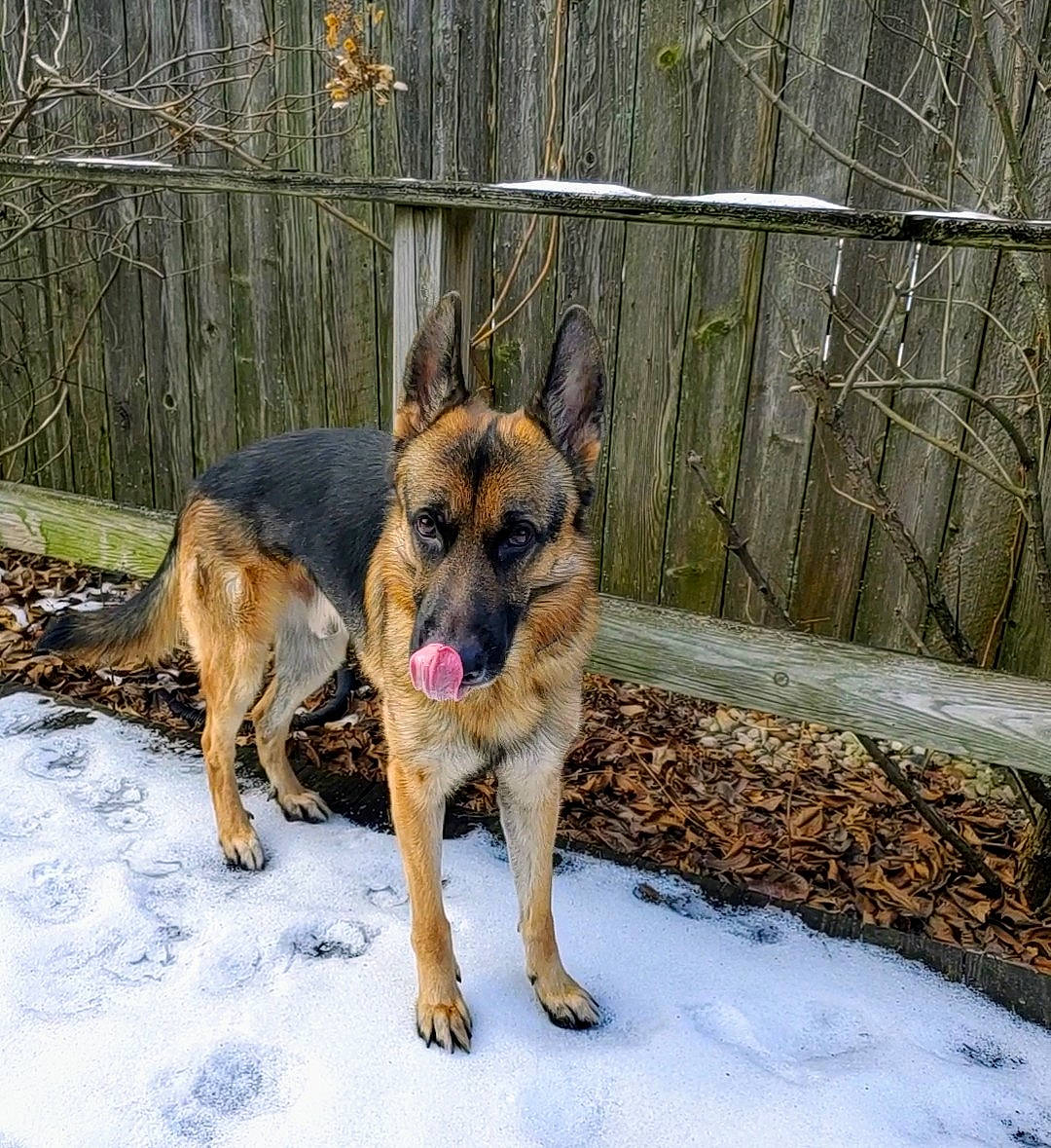 Jaxson is registered to the contest to win money with this photo: canidae, canis, carnivore, dog, dog_breed, east_european_shepherd, fence, fur, german_shepherd_dog, guard_dog, herding_dog, home_fencing, king_shepherd, law_enforcement, mesh, old_german_shepherd_dog, snow, sporting_group, terrestrial_animal, working_dog