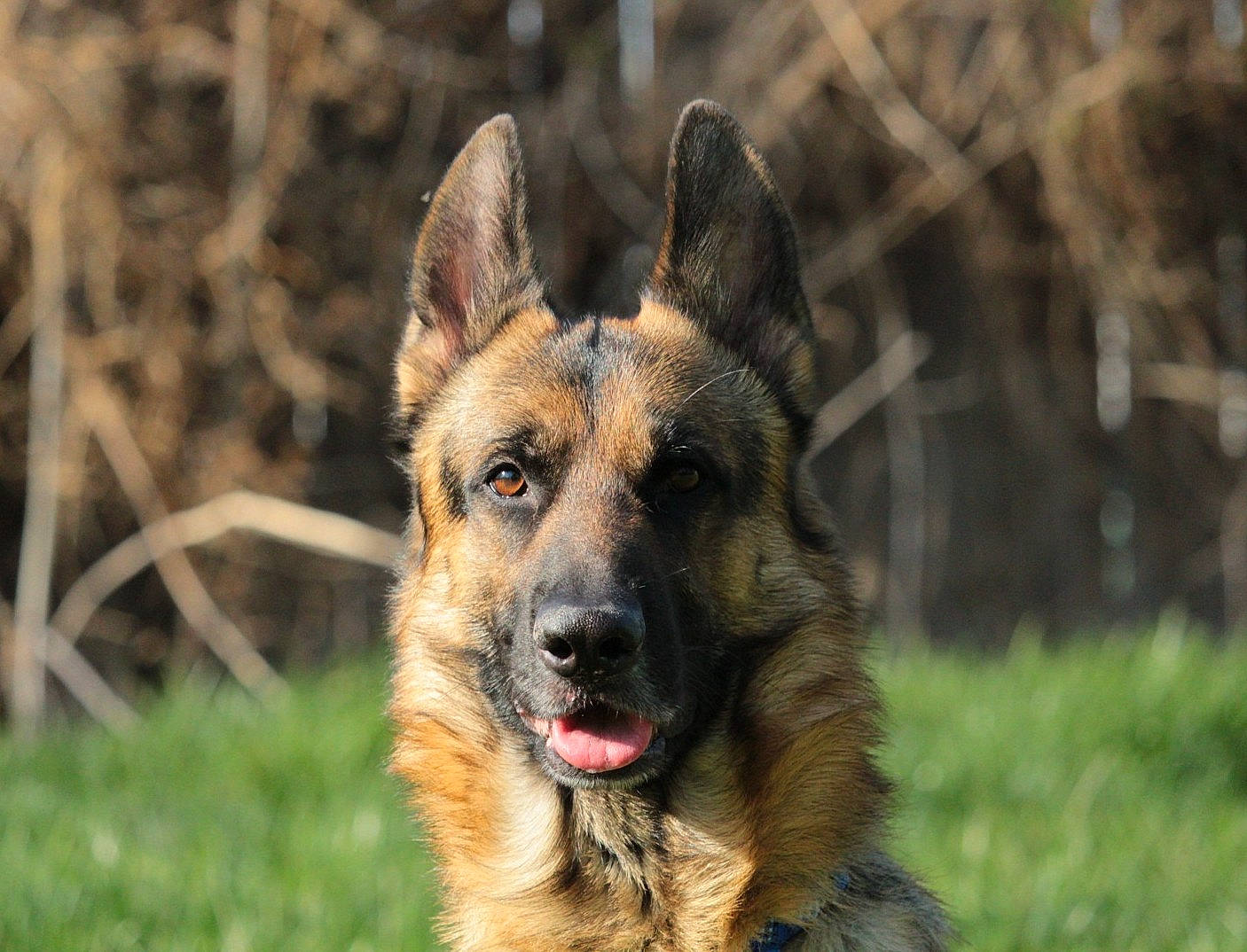 Jaxson joined the competition — help win amazing prizes! canidae, carnivore, companion_dog, dog, dog_breed, east_european_shepherd, fawn, german_shepherd_dog, grass, guard_dog, herding_dog, king_shepherd, nature, old_german_shepherd_dog, snout, sporting_group, terrestrial_animal, whiskers, wildlife, working_dog