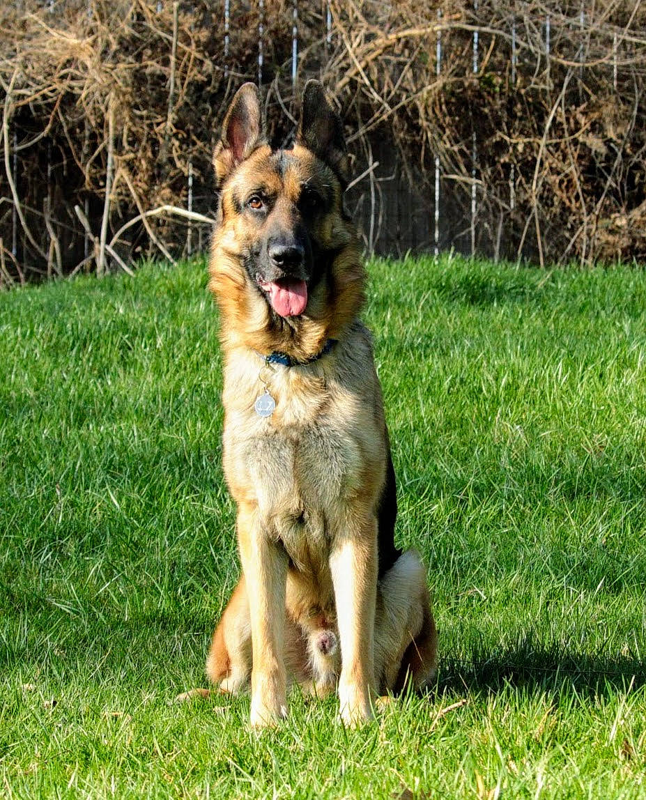 Jaxson is registered to the contest to win money with this photo: canidae, carnivore, collar, companion_dog, dog, dog_breed, east_european_shepherd, fawn, german_shepherd_dog, grass, groundcover, guard_dog, herding_dog, king_shepherd, old_german_shepherd_dog, plant, sporting_group, tail, terrestrial_animal, working_dog