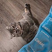 Chaos joined the competition — help win amazing prizes! animal, blanket, blue_blanket, cat, cozy, curious, cute, domestic_animal, floor, fur, gray_cat, indoor, looking_up, lying_down, pet, relaxed, soft_texture, text_pattern, whiskers, wooden_floor