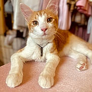 Amanati is registered to the contest to win money with this photo: animal, blurred_background, cat, close_up, collar, curious, cute, domestic, ears, feline, indoor, orange_cat, paws, pet, pink_surface, portrait, relaxed, soft_texture, whiskers, white_cat
