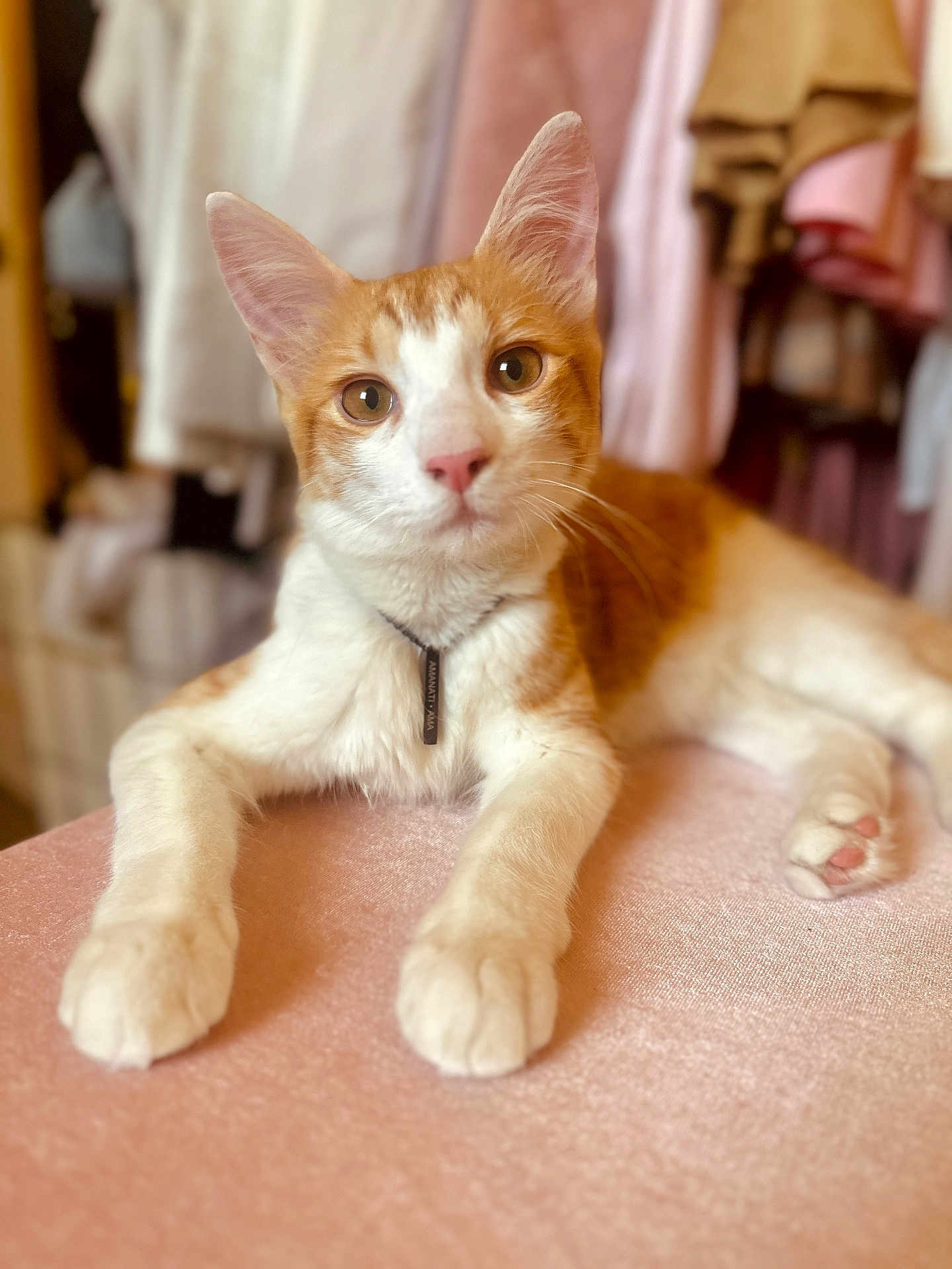 Amanati is registered to the contest to win money with this photo: animal, blurred_background, cat, close_up, collar, curious, cute, domestic, ears, feline, indoor, orange_cat, paws, pet, pink_surface, portrait, relaxed, soft_texture, whiskers, white_cat