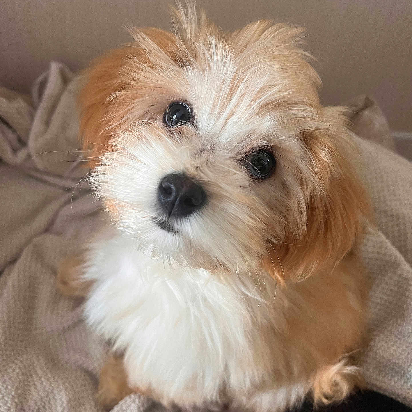 Abbyss a rejoint le concours — aidez-le/la à gagner de superbes lots ! puppy, dog, fluffy, cute, pet, animal, fur, brown, white, eyes, nose, blanket, cozy, soft, indoor, portrait, small, adorable, looking_up, companion