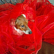 Kota is registered to the contest to win money with this photo: dog, brown_dog, red_fabric, sheer_cloth, couch, upholstery, pet, animal, indoor, resting, calm, textile, patterned_fabric, seat, fur, snout, ears, relaxed, portrait, closeup
