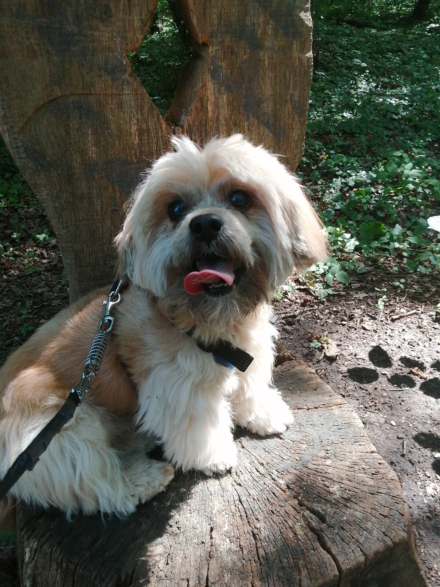 Irouck participe au concours pour gagner de l'argent avec cette photo : canidae, carnivore, collar, companion_dog, dog, dog_breed, dog_collar, dog_supply, fawn, fur, grass, liver, shih_tzu, small_terrier, snout, sporting_group, terrier, toy_dog, wood, working_animal