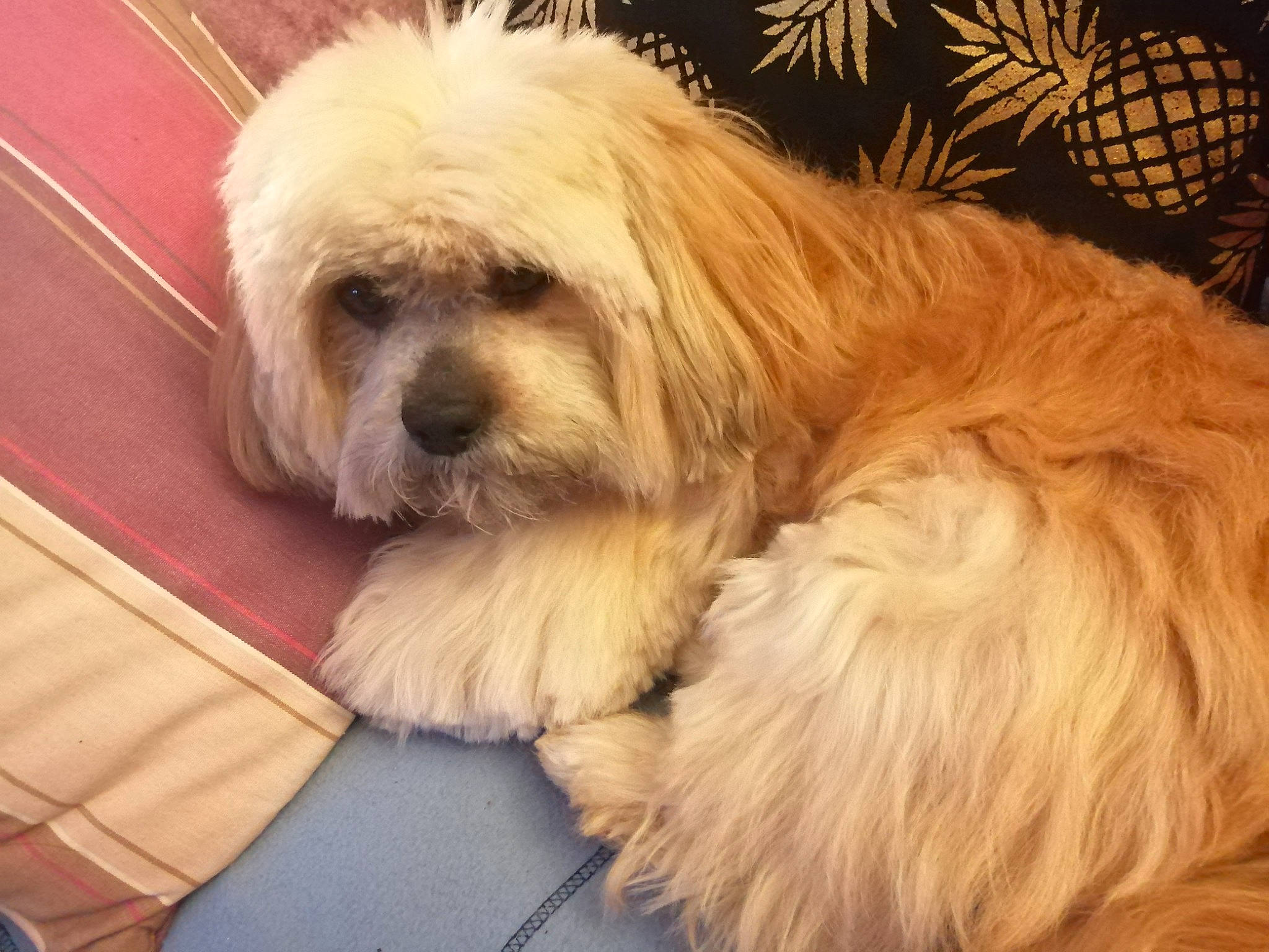 Irouck participe au concours pour gagner de l'argent avec cette photo : canidae, carnivore, companion_dog, dog, dog_breed, fawn, fur, liver, mal_shi, non_sporting_group, puppy, shih_poo, shih_tzu, small_terrier, snout, sporting_group, terrier, toy_dog, working_animal, yorkipoo