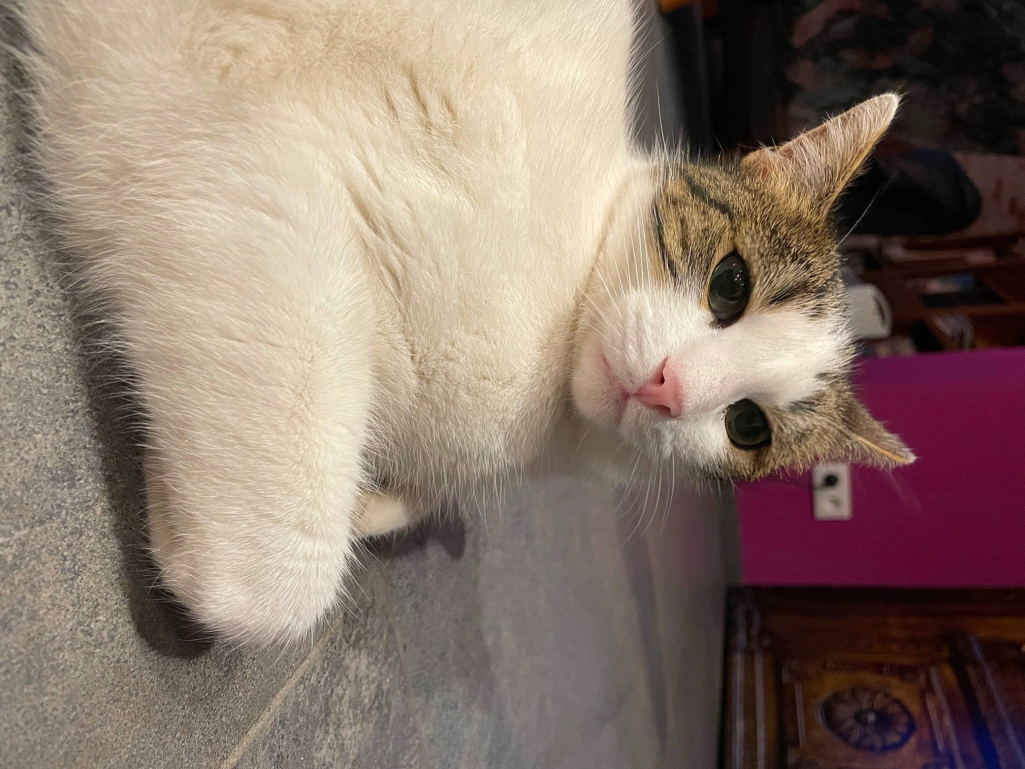 Poupy participe au concours pour gagner de l'argent avec cette photo : carnivore, cat, claw, domestic_short_haired_cat, fang, fawn, felidae, fur, paw, small_to_medium_sized_cats, snout, tail, whiskers