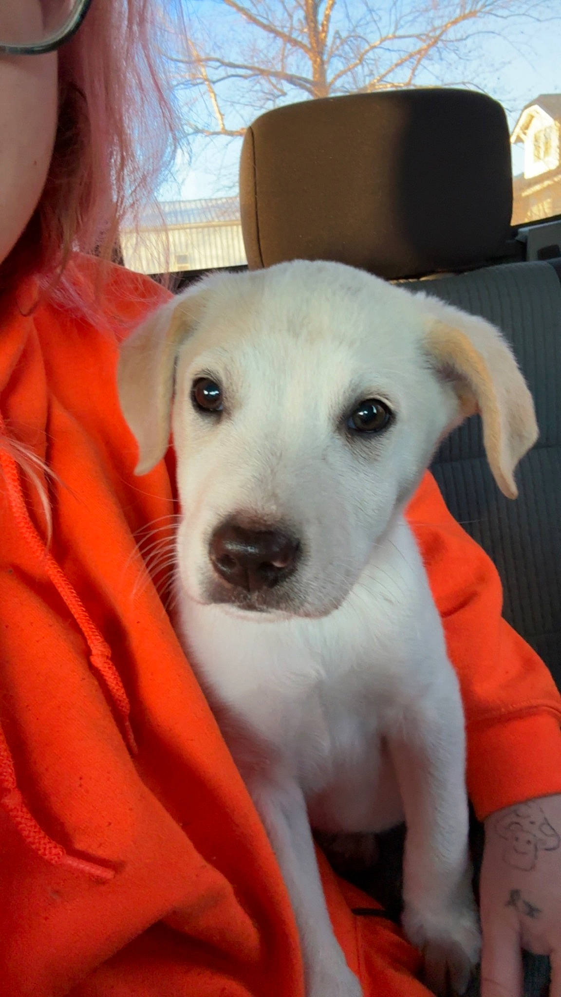 Brutus joined the competition — help win amazing prizes! canidae, carnivore, collar, companion_dog, couch, dog, dog_breed, dog_collar, ear, fawn, fur, guard_dog, labrador_retriever, non_sporting_group, puppy, puppy_love, snout, sporting_group, whiskers