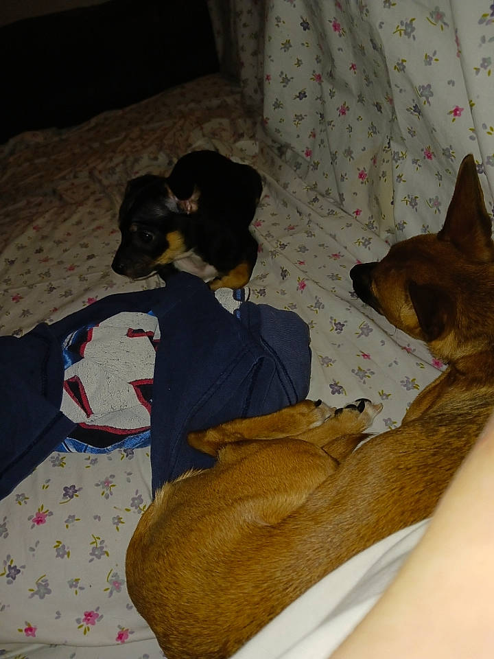 Princess is registered to the contest to win money with this photo: bed, bed_sheet, bedding, bedroom, bedtime, carnivore, cat, comfort, companion_dog, couch, domestic_short_haired_cat, felidae, flooring, fur, linens, nap, pattern, room, small_to_medium_sized_cats, whiskers