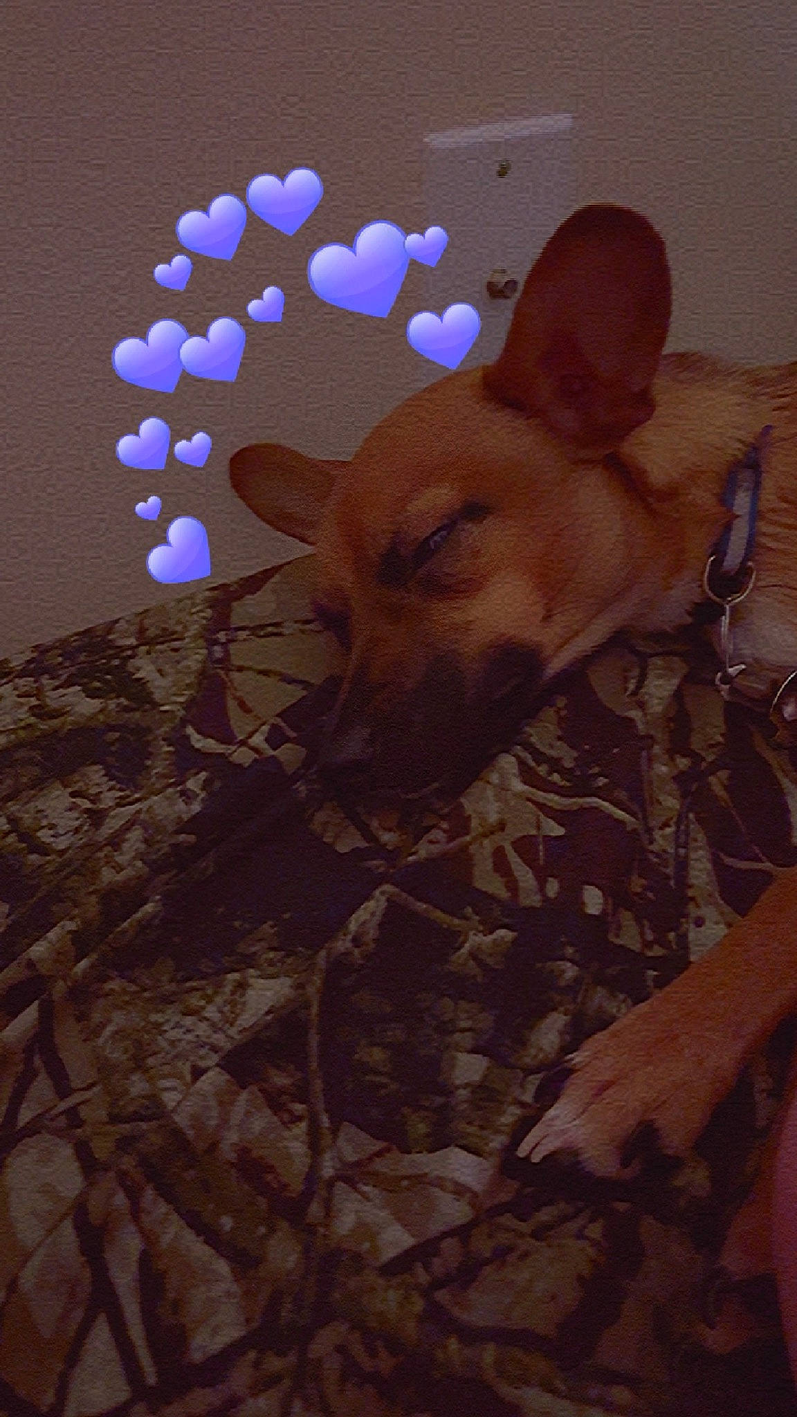 Princess is registered to the contest to win money with this photo: brown, canidae, carnivore, companion_dog, dog, dog_breed, event, fawn, flooring, fur, room, snout, sporting_group, tail, terrestrial_animal, toy, toy_dog, whiskers, wood, working_animal