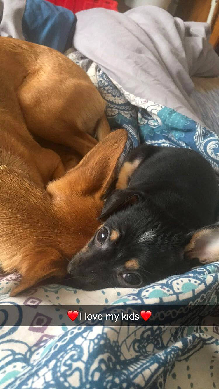 Princess is registered to the contest to win money with this photo: canidae, carnivore, comfort, companion_dog, dog, dog_breed, fawn, felidae, fur, human_leg, linens, liver, nap, paw, small_to_medium_sized_cats, snout, sporting_group, toy_dog, whiskers, working_animal