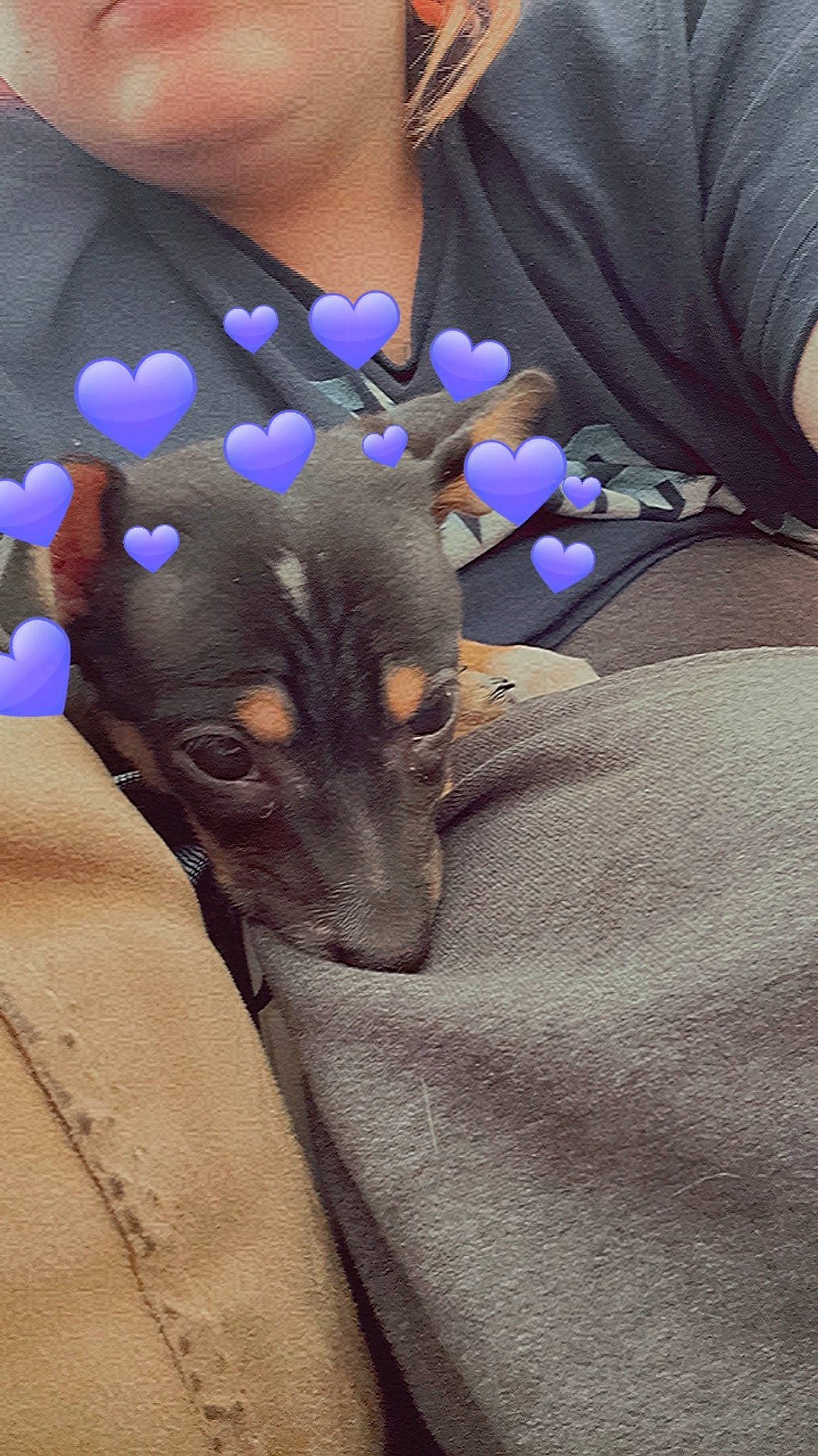 Tigger joined the competition — help win amazing prizes! body_jewelry, carnivore, companion_dog, dog, dog_breed, electric_blue, fashion_accessory, fawn, felidae, finger, fur, gesture, jewellery, nail, pattern, purple, sleeve, toy_dog, whiskers, wrist