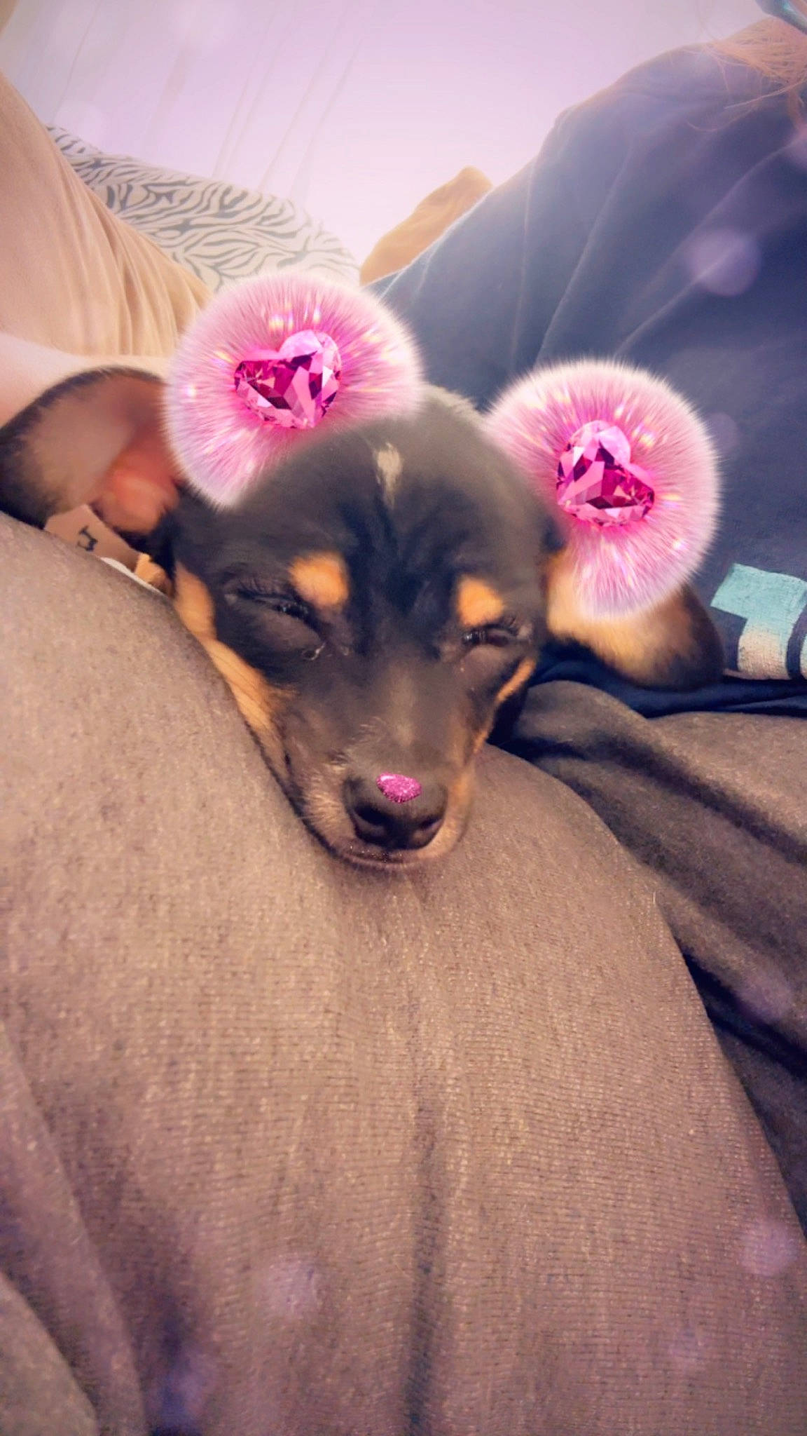 Tigger is registered to the contest to win money with this photo: canidae, carnivore, companion_dog, couch, dog, dog_breed, ear, fawn, fun, fur, happy, magenta, paw, pink, puppy_love, snout, sporting_group, toy_dog, whiskers, working_animal