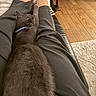 Bobby a rejoint le concours — aidez-le/la à gagner de superbes lots ! animal, blue_collar, cat, chair, clothing, collar, cozy, gray_cat, home, indoor, lap, legs, paw, person, pet, relaxed, rug, sleeping, stretching, wooden_floor